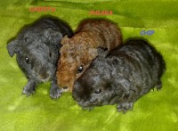 /album/miminecka1/vrh-ch2-jpg/